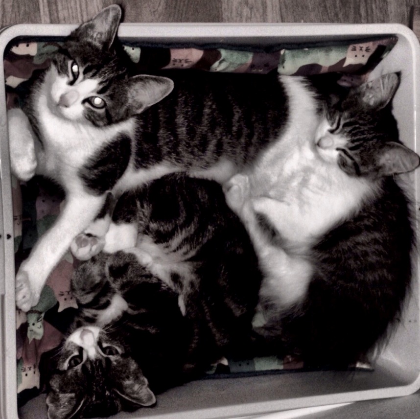 Adorable cats cuddling together in a box, showcasing playful and affectionate feline behavior.