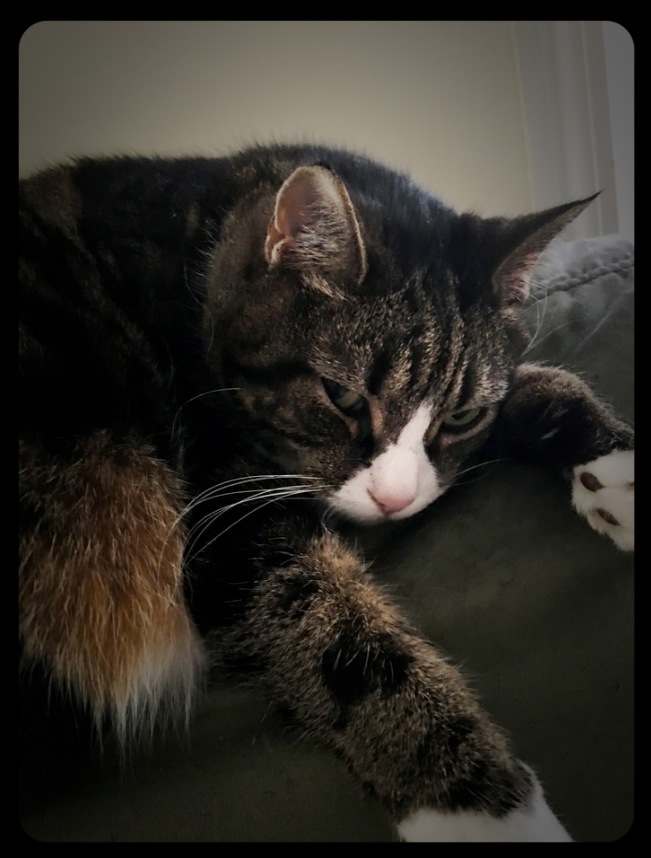 Relaxed tabby cat lying on a couch, resting peacefully with closed eyes.