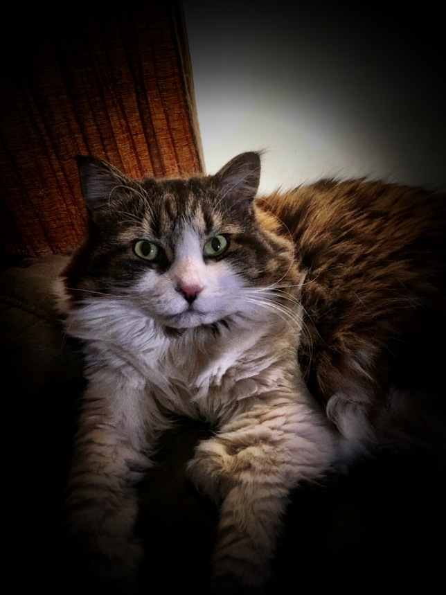 Fluffy tabby cat lying comfortably indoors, looking at the camera.