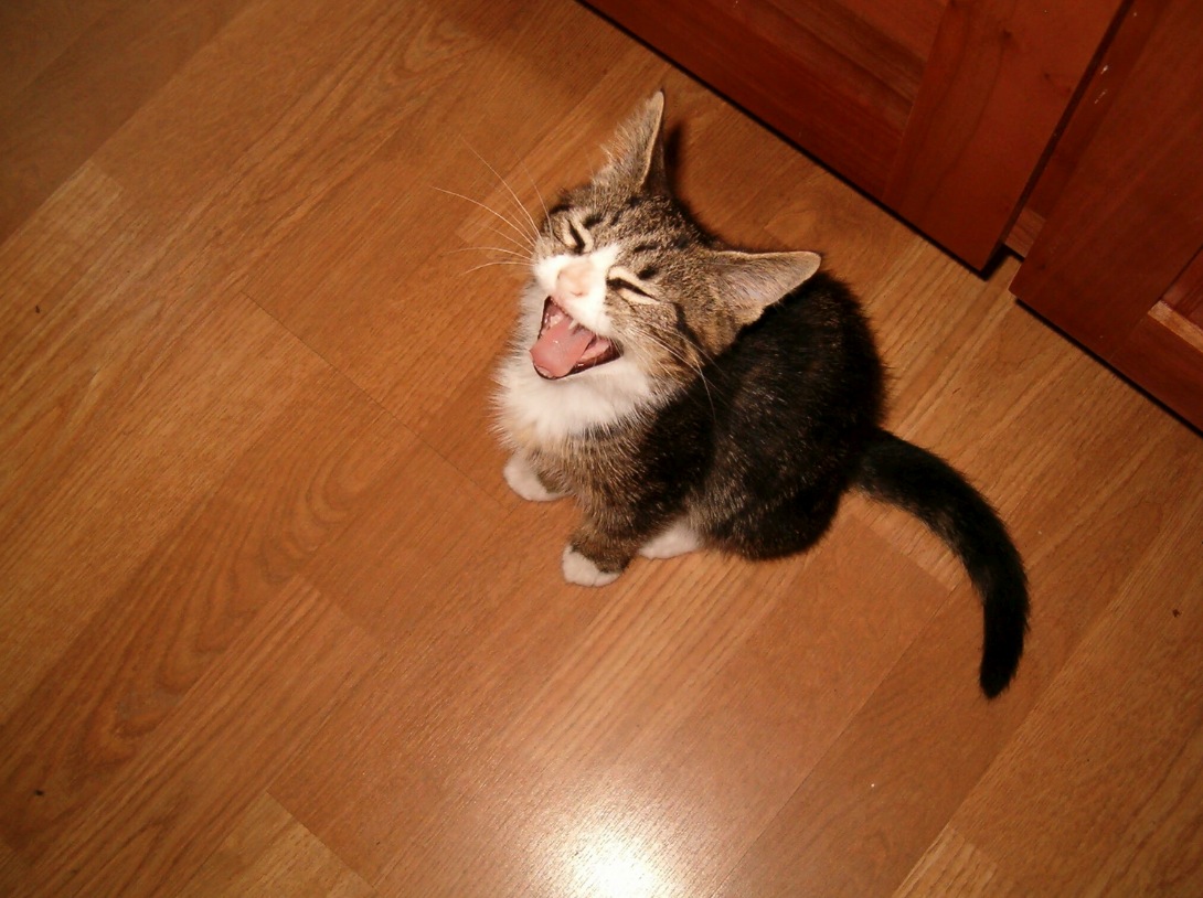 Yawning kitten with gray, white, and black fur sitting on a wooden floor.