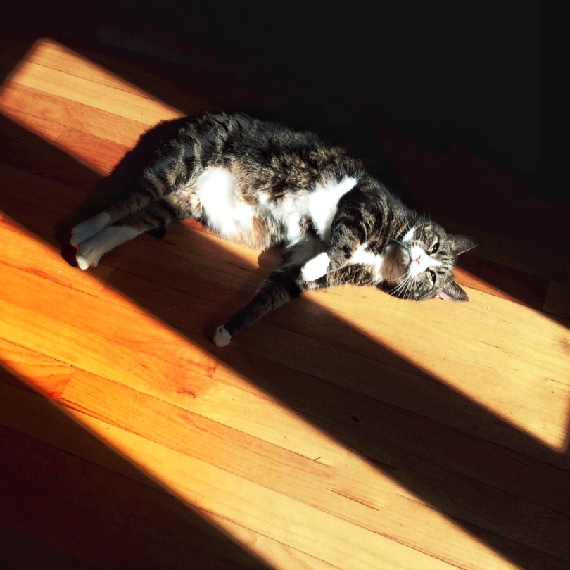 Cat lying in sunlight on wooden floor, enjoying warm rays.