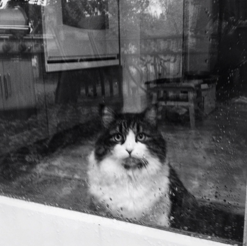 Cat looking through rain-streaked window, black and white image.