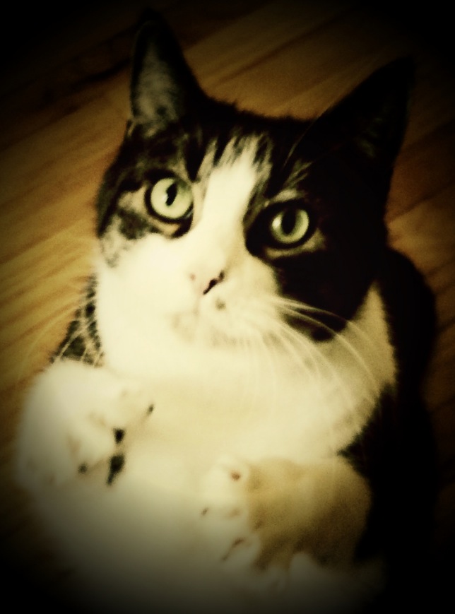 Cute black and white cat with piercing green eyes promoting Jacks Crackers.