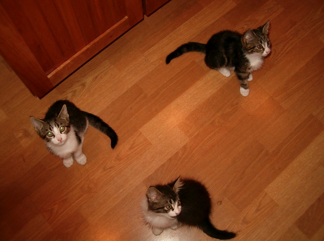 Adorable kittens looking up, perfect for pet lovers and cat enthusiasts.