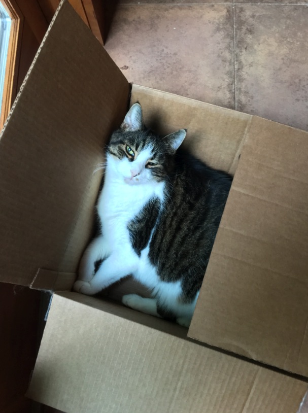 Adorable tabby cat sitting inside a cardboard box, looking at the camera.