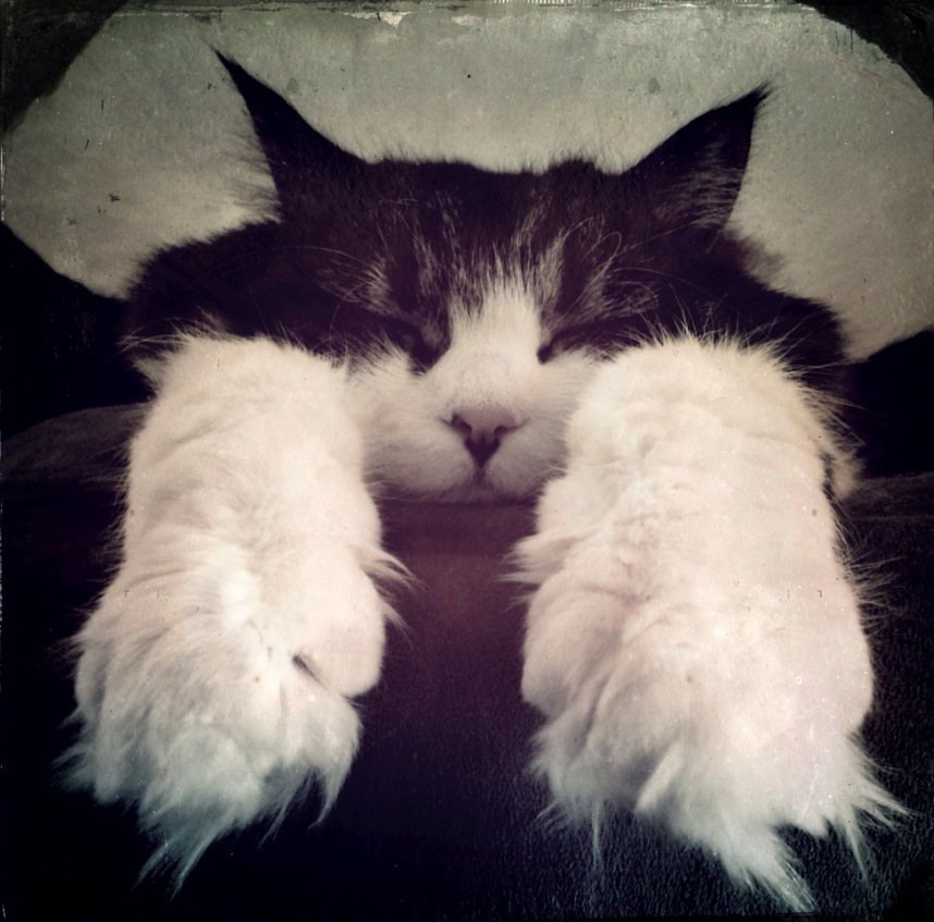 Adorable black and white cat lying down with paws stretched out, looking relaxed and peaceful.