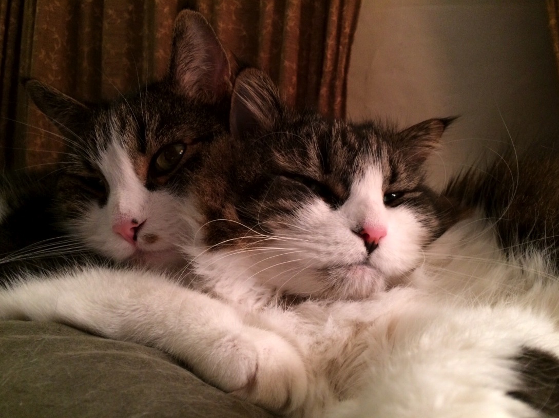 Two adorable cats cuddling and relaxing on a cozy surface.