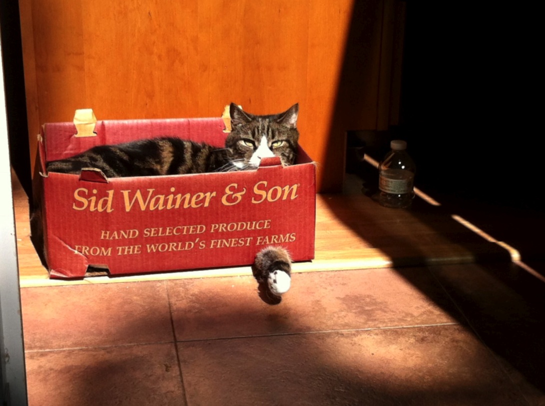 Cute Cat in a Crate of Crackers.